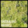 green_algae_original.jpg  240.4 Ko