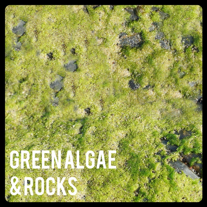 green_algae_original.jpg